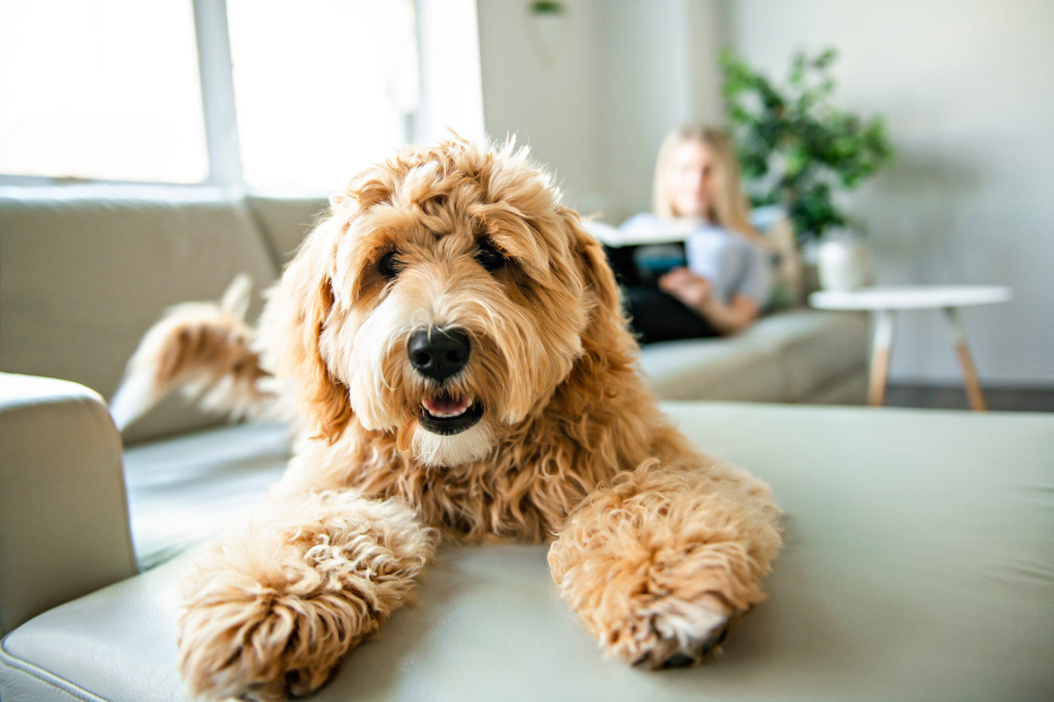 dogs at Creekview Apartments in Scottdale, GA